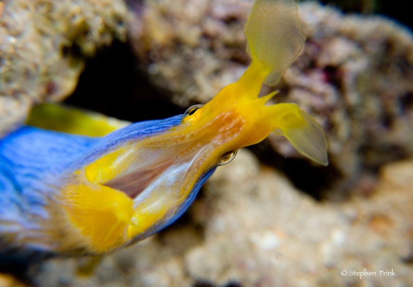 Reef Minutia - STEPHEN FRINK PHOTOGRAPHY