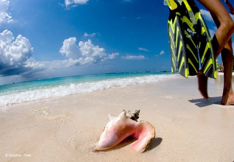 Queen Conch (Strombus gigas) on Seven Mile Beach, Grand Cayman