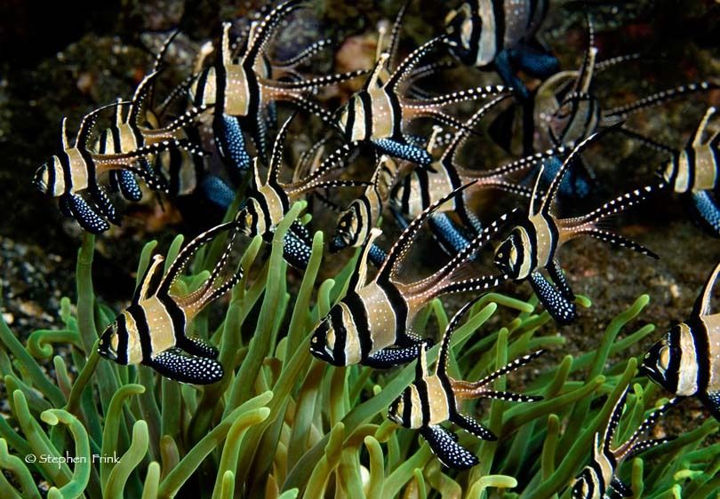 banggai cardinalfish, Pterapogon kaudemi