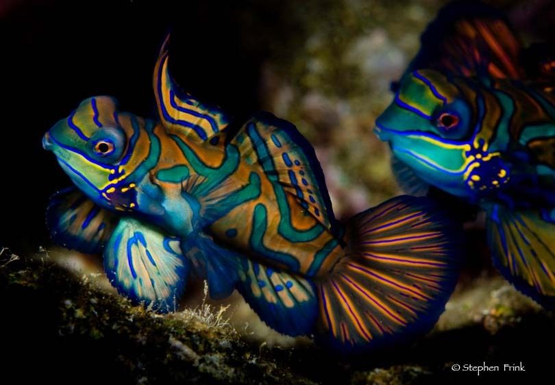 night dive off Banda Neira village