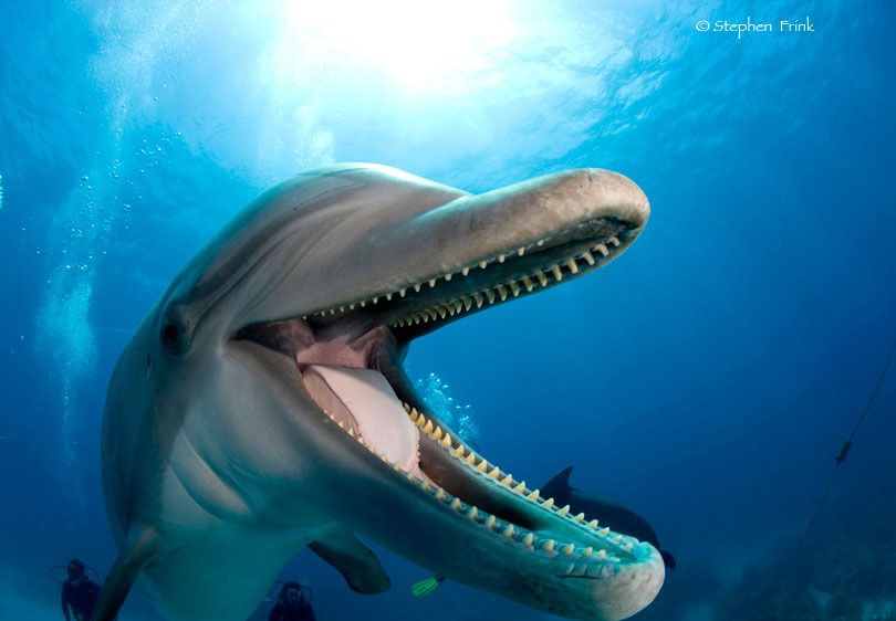 Atlantic bottlenose dolphin, Tursiops truncatus