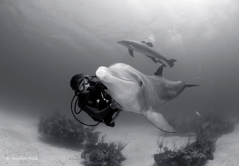 Atlantic bottlenose dolphin, Tursiops truncatus