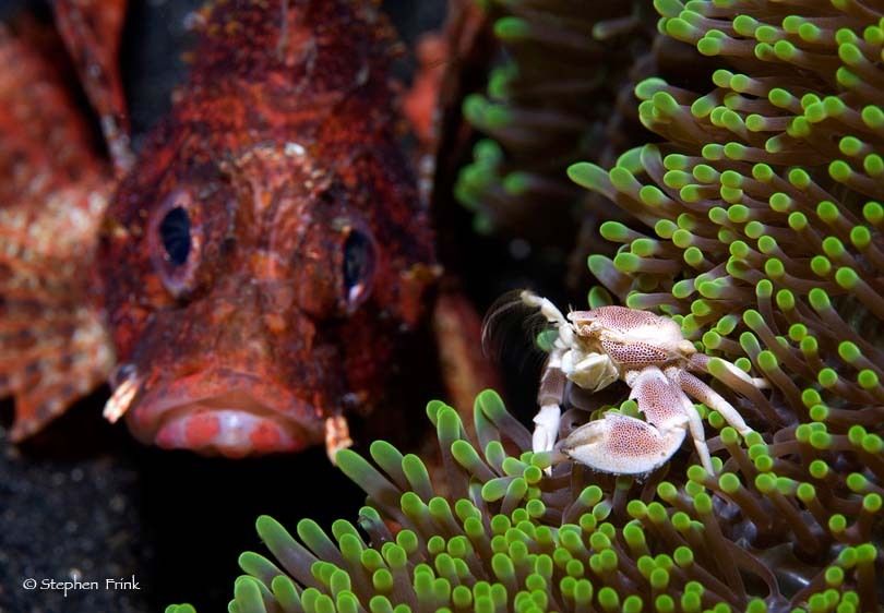 Porcelain Crab on Anemone. Fish observes.