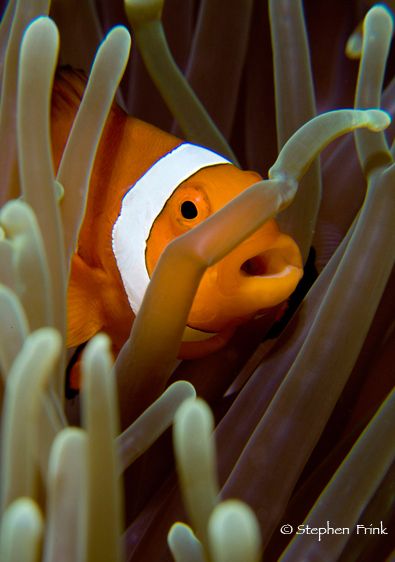 False clown anemonefish (Amphiprion ocellaris) within the tentacles of a Magnificent sea anemone (Heteractis magnifica), Indonesia