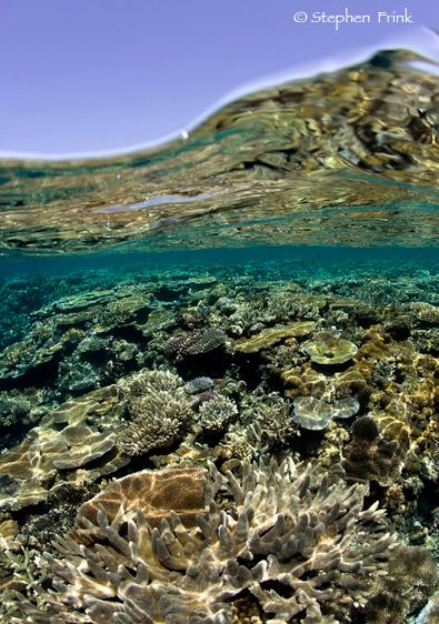 Over/under view of a healthy coral reef, Fiji