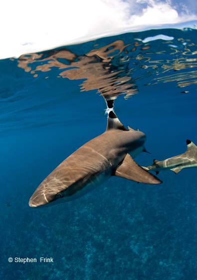 Seacam polecam at work