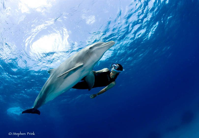 Atlantic bottlenose dolphin, Tursiops truncatus