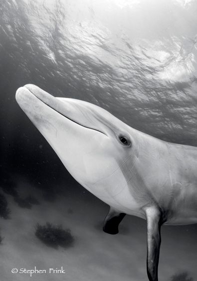 Atlantic bottlenose dolphin, Tursiops truncatus
