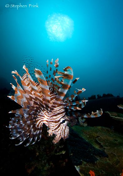 Melissa's Garden dive site.  Named for daughter of Raja Ampat pioneer Max Ammer.  Seven Seas live-aboard dive boat, November 2008, Stephen Frink MFT Photo Tour
