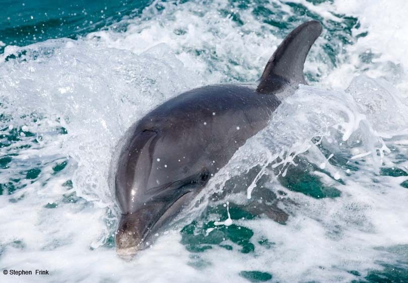Atlantic bottlenose dolphin, Tursiops truncatus