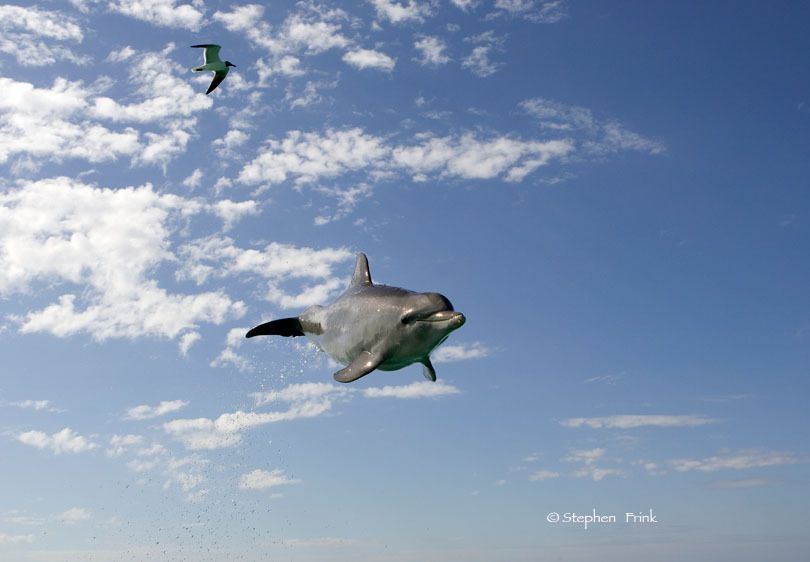 Atlantic bottlenose dolphin, Tursiops truncatus