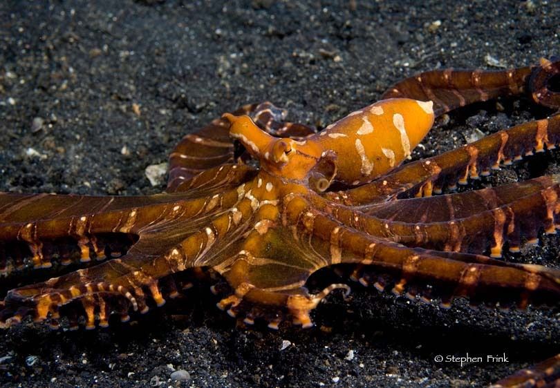 Wunderpus, an unknown species of octopus, Lembeh Strait, North Sulawesi, Indonesia