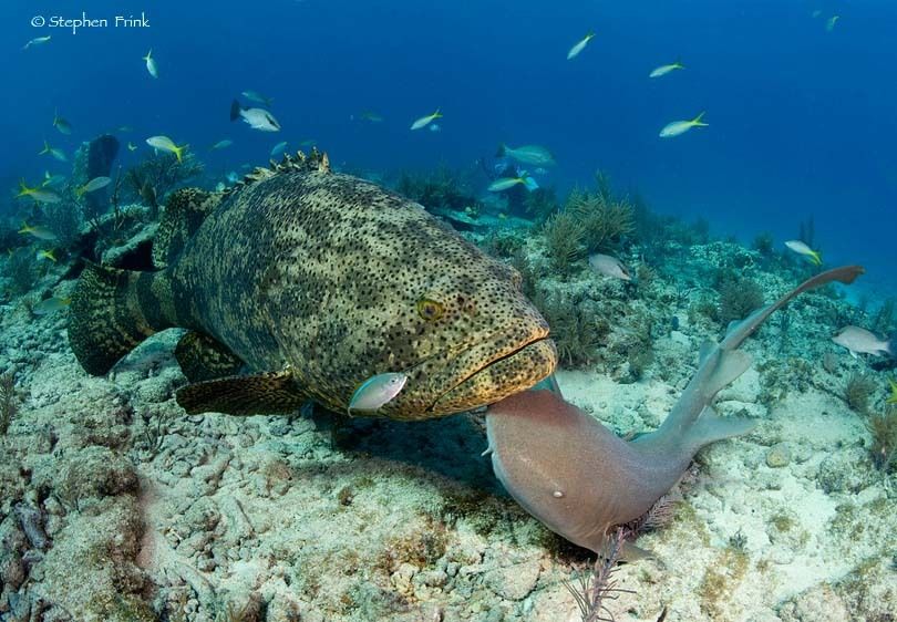 Key Largo, Florida, USA