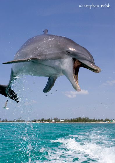 Atlantic bottlenose dolphin, Tursiops truncatus