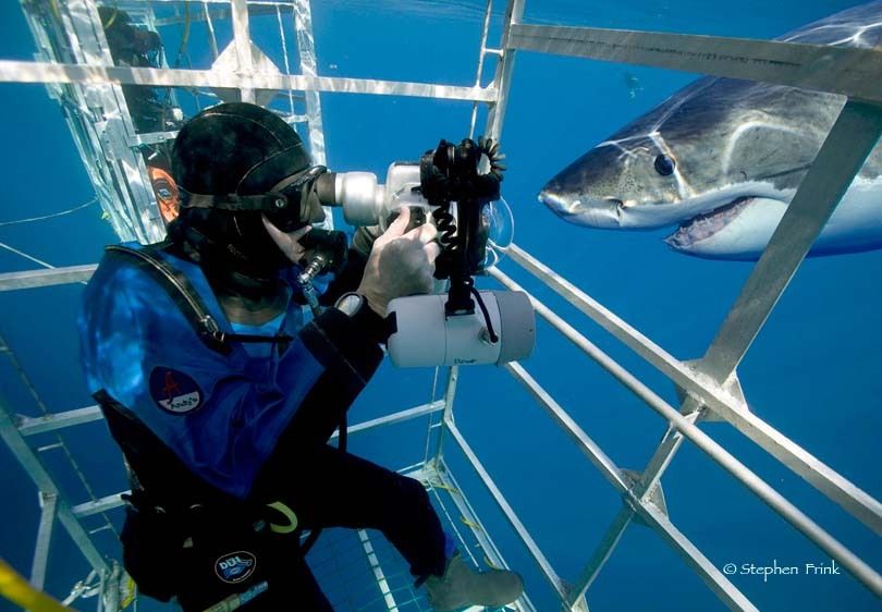 1shark_cage.jpg
