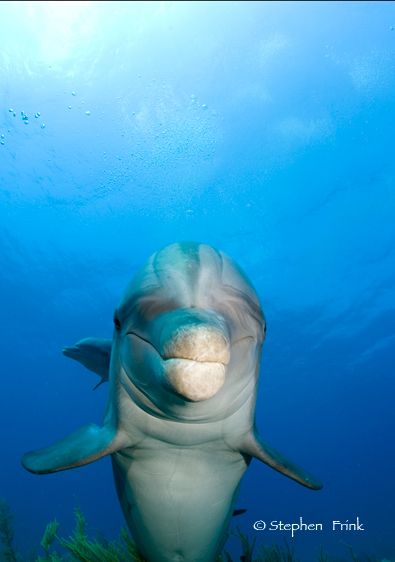 Atlantic bottlenose dolphin, Tursiops truncatus