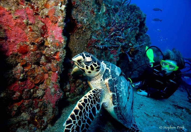 Scuba diver meets Hawksbill turtle, (Eretmochelys imbricata), Key Largo, Florida