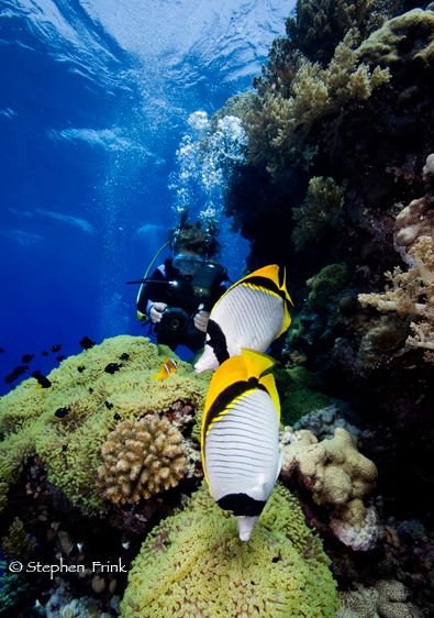 Life on a Coral Reef, Red Sea