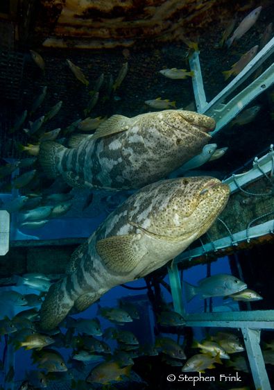 Goliath Grouper (Epinephelus itajara) in Moon Pool of the Aquarius Habitat