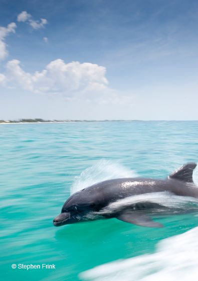 Atlantic bottlenose dolphin, Tursiops truncatus