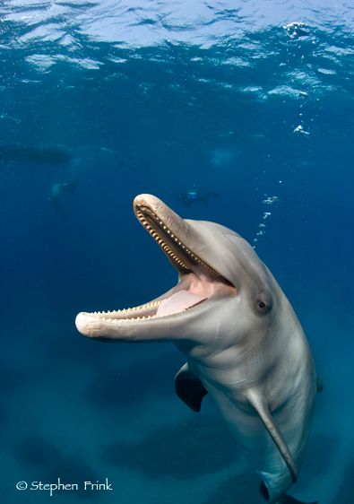Atlantic bottlenose dolphin, Tursiops truncatus