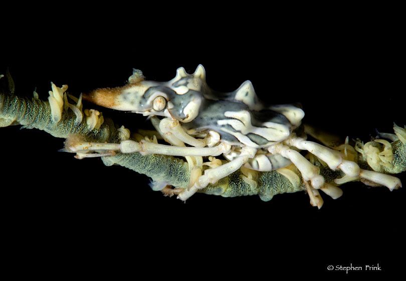 Wire coral crab (Xenocarcinus tuberculatus) on a branch of wire coral, Indonesia