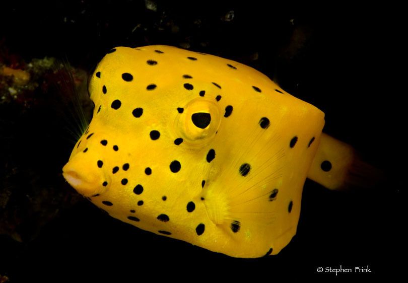 Seven Seas live-aboard dive boat, November 2008, Stephen Frink MFT Photo Tour
