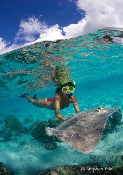 Snorkeler and Tahitian Stingrays (Himantura fai)