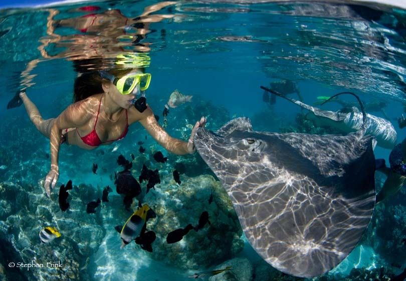Snorkeler and Tahitian Stingrays (Himantura fai)