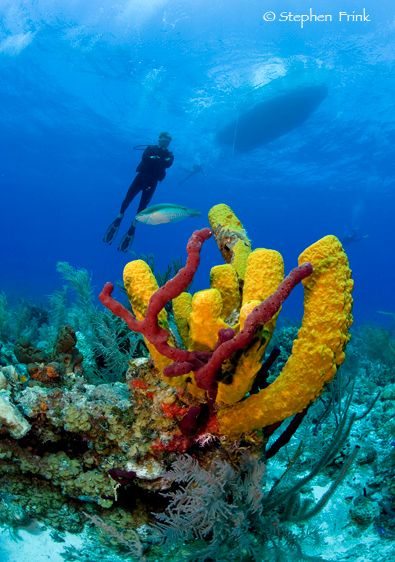 Wall dive off French Cay