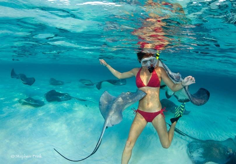 Snorkelers and Southern Stingrays (Dasyatis americana)