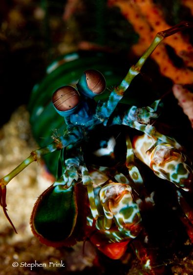 Seven Seas live-aboard dive boat, November 2008, Stephen Frink MFT Photo Tour