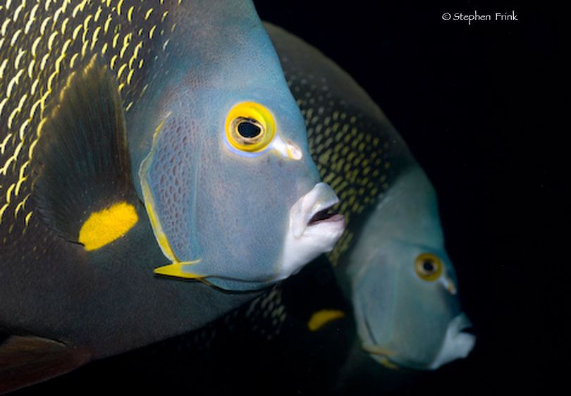 Kemo Dodge knife collection