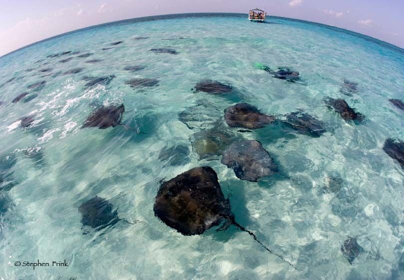 Kemo Dodge knife collection