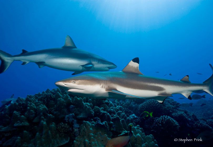 Gray reef shark (Carcharhinus amblyrhynchos)  and  Blacktip reef shark (Carcharhinus melanopterus), Moorea