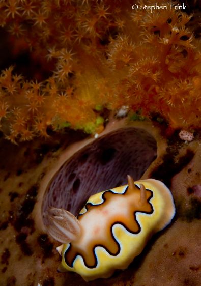 dive site near the island of Boo, in the Raja Ampat