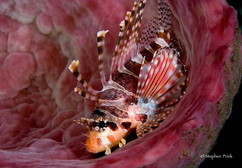 Spotfin lionfish (Pterois antennata) resting inside sponge, Indonesia