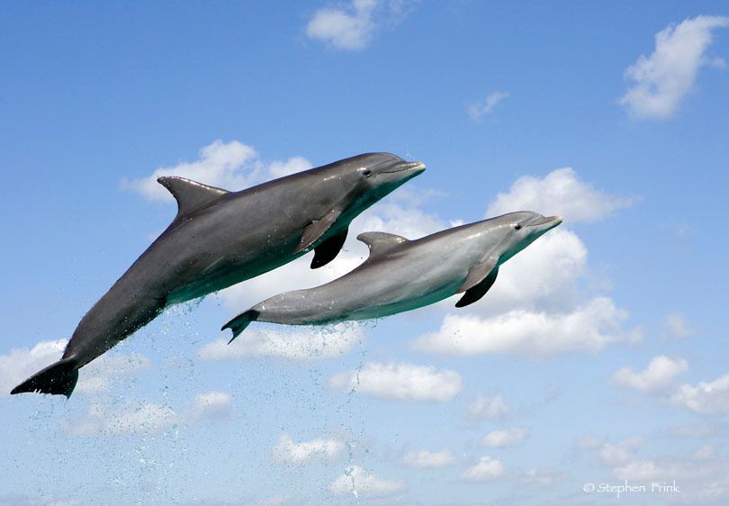 Atlantic bottlenose dolphin, Tursiops truncatus