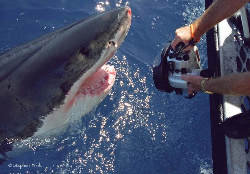 Stephen Frink takes picture of great white shark