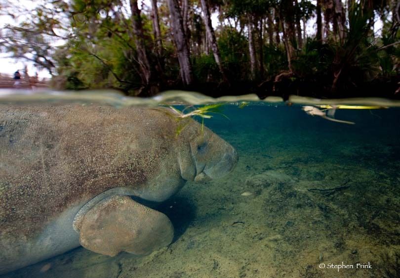 Homosassa Springs Wildlife State Park