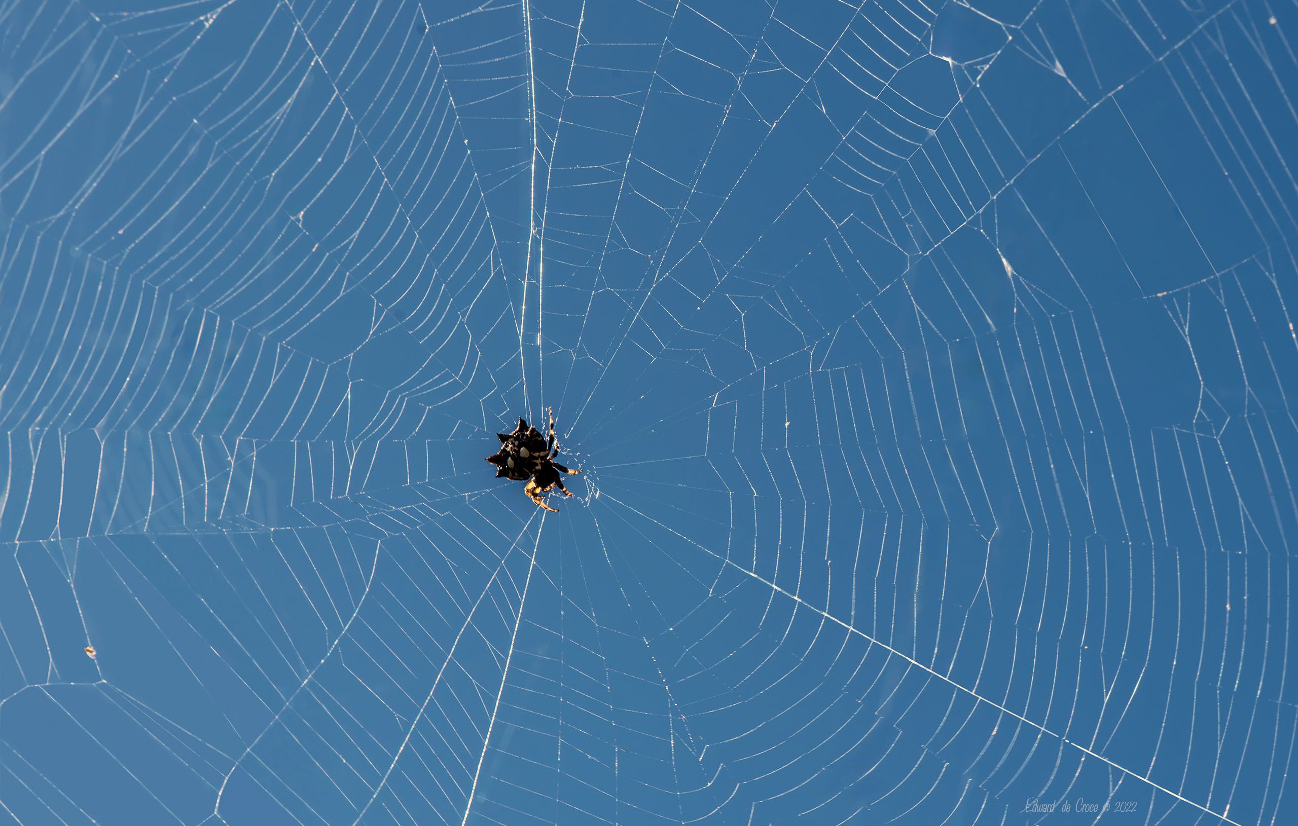 Spider Web Hawaii