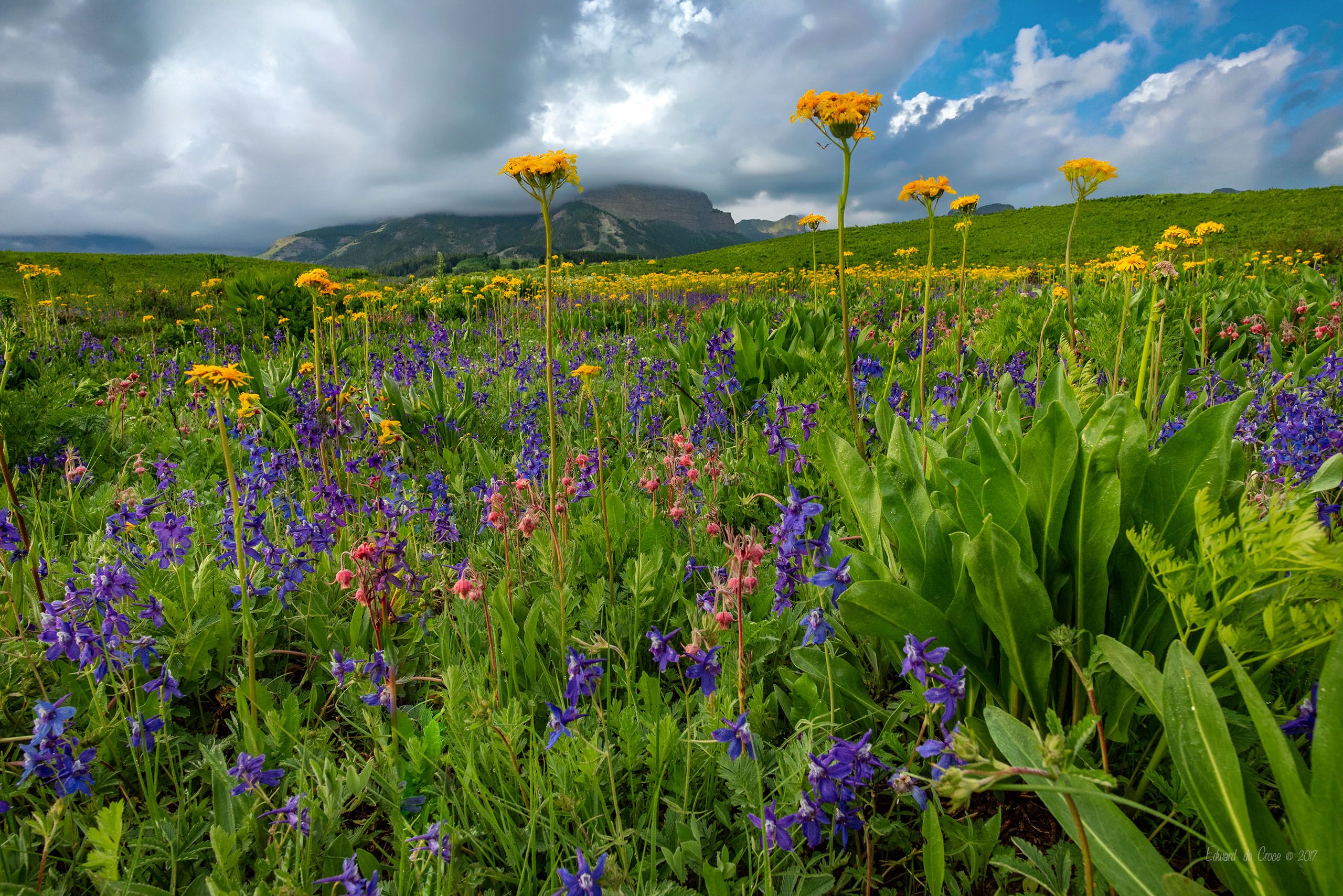 Wildflowers & Butte - Colorado