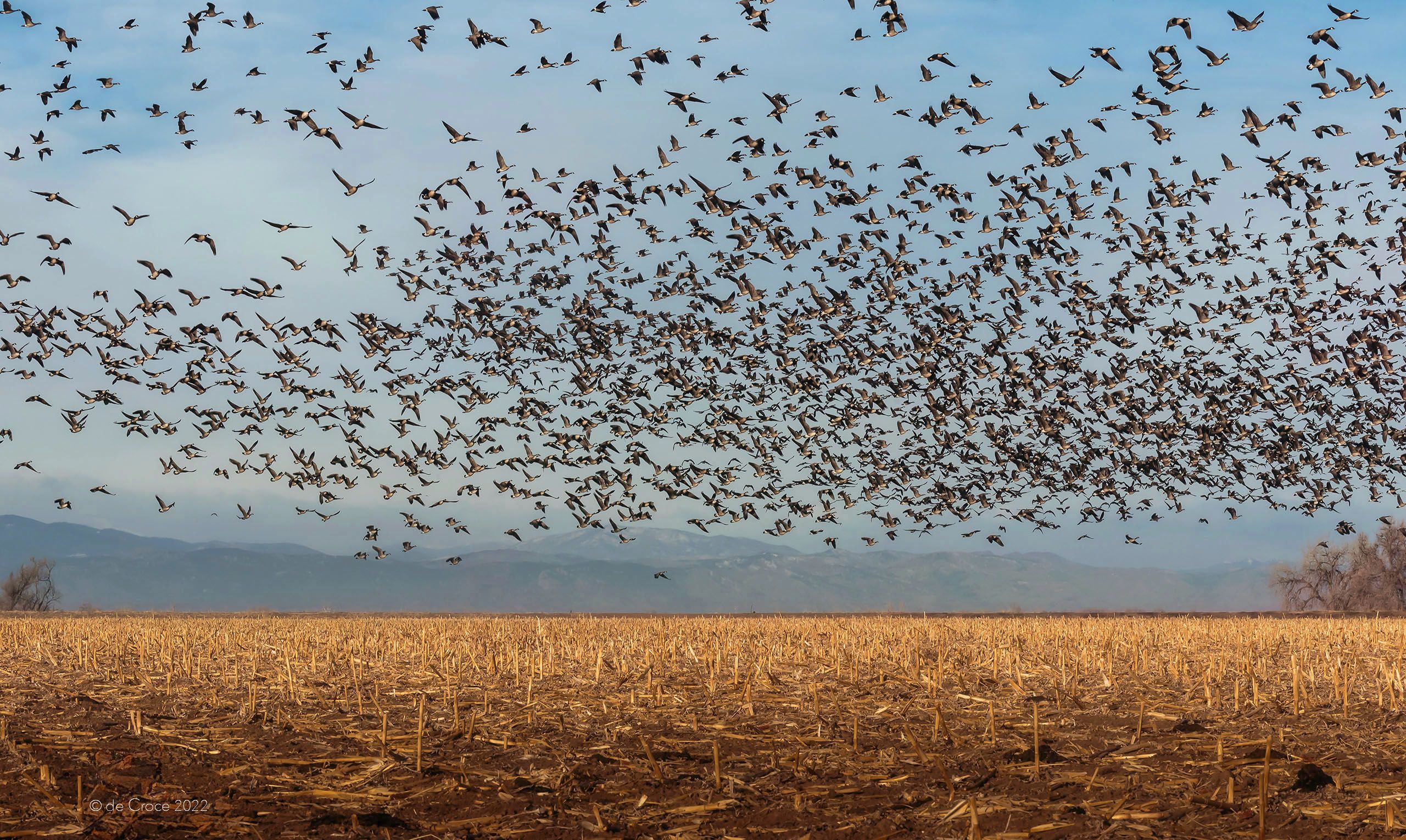 Geese Field 