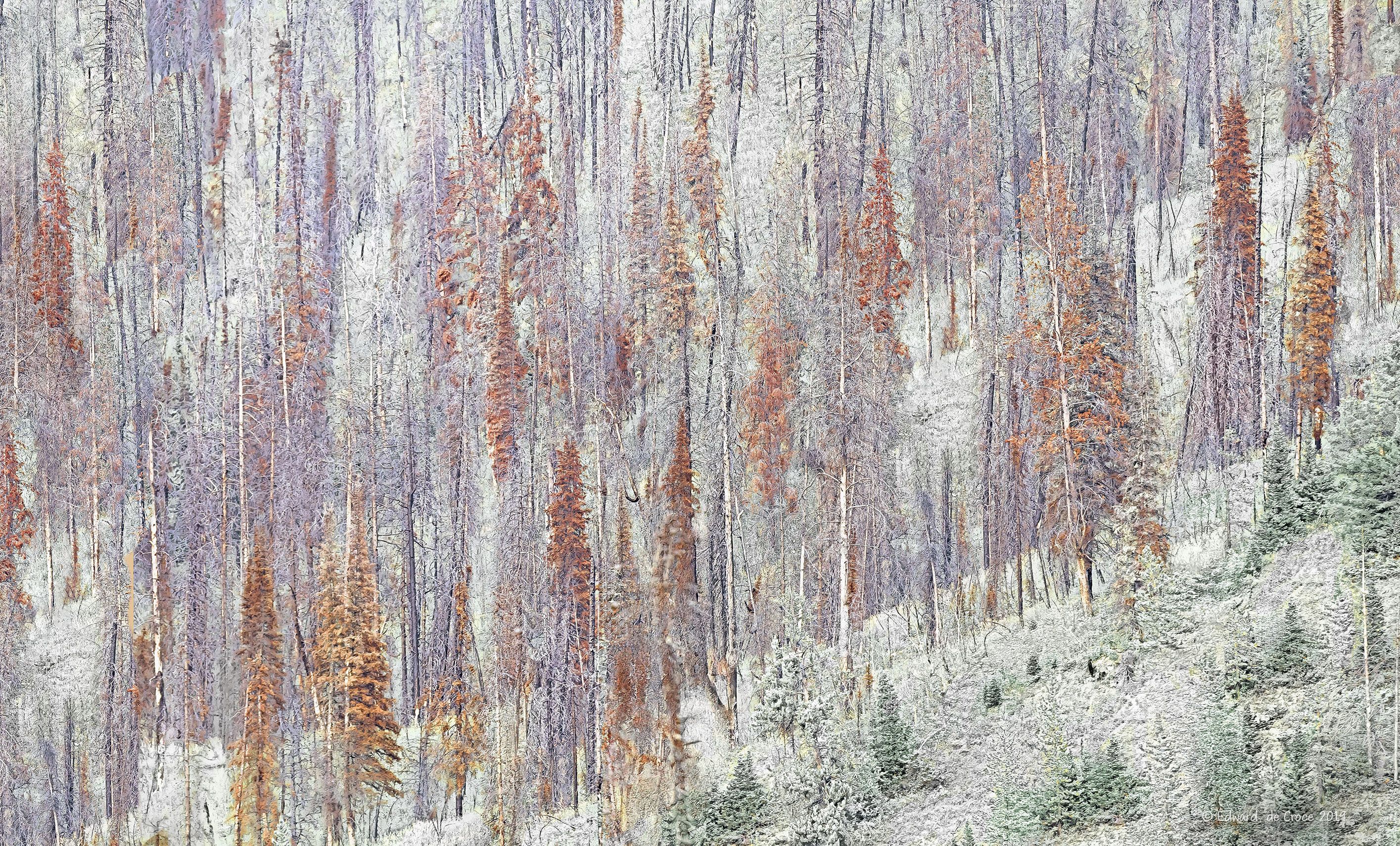 Pine Beetle Kill & Regrowth