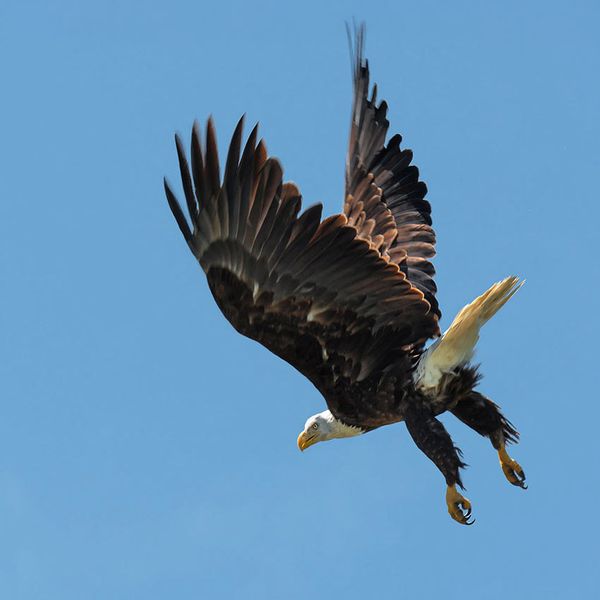 bald eagle Flight-09:25.jpg
