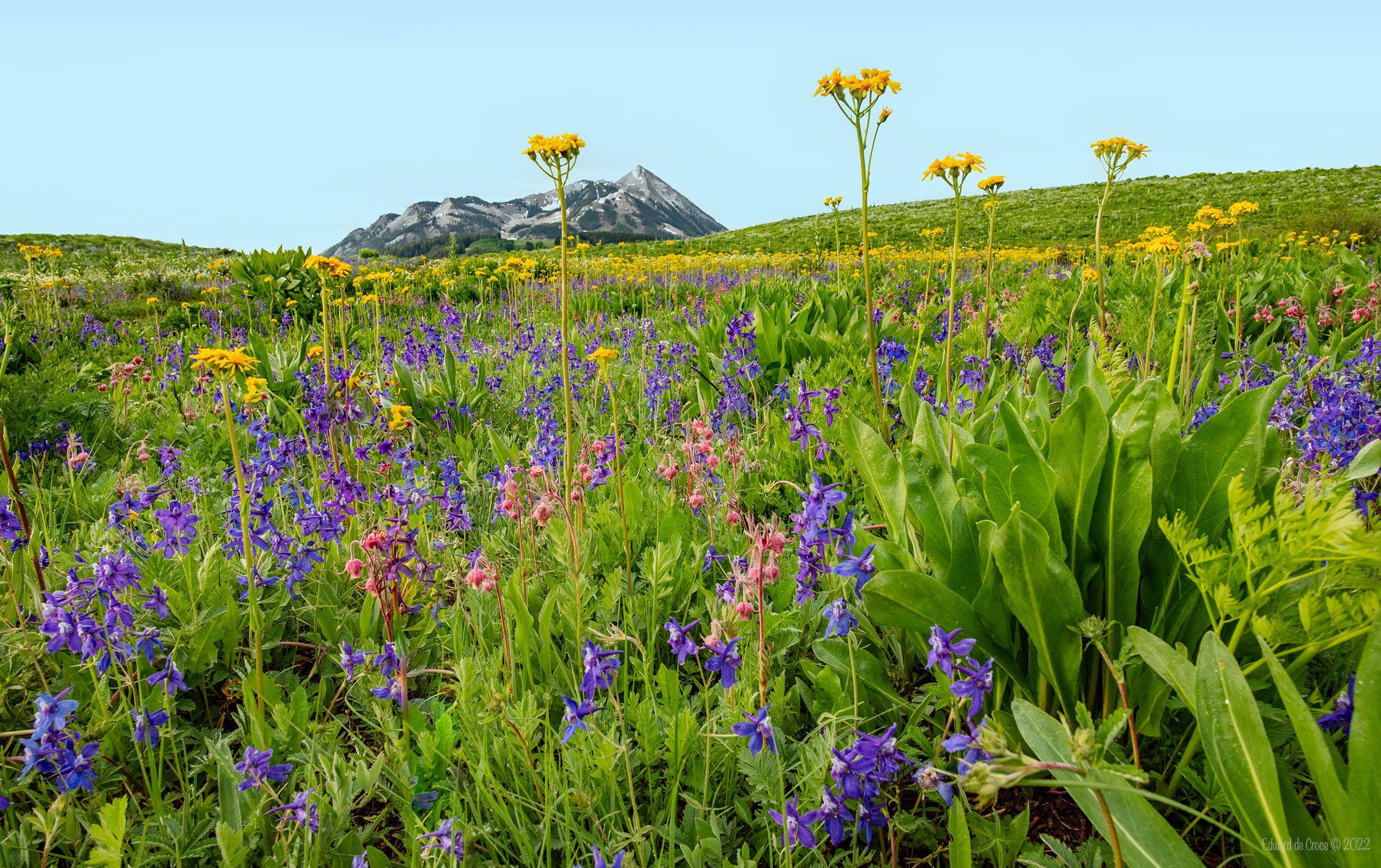 Wildflowers Crested Butte Colorado