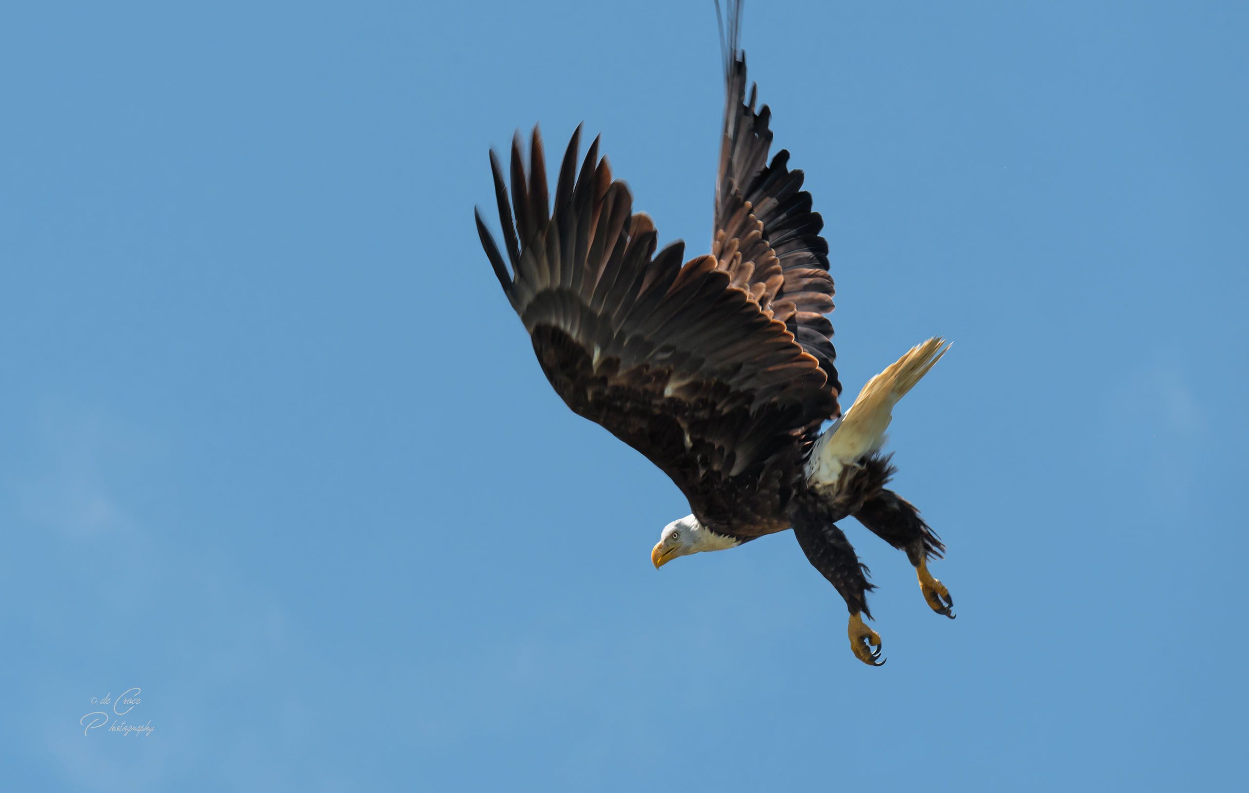 bald eagle Flight-12-24.jpg