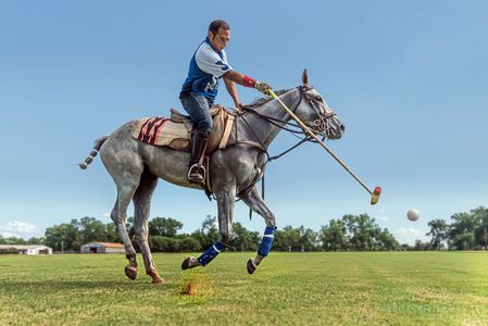A polo player demonstrates team skill with bluish polo horse in advertisement photography in Denver. Denver Commercial Photographer Action Polo.jpg