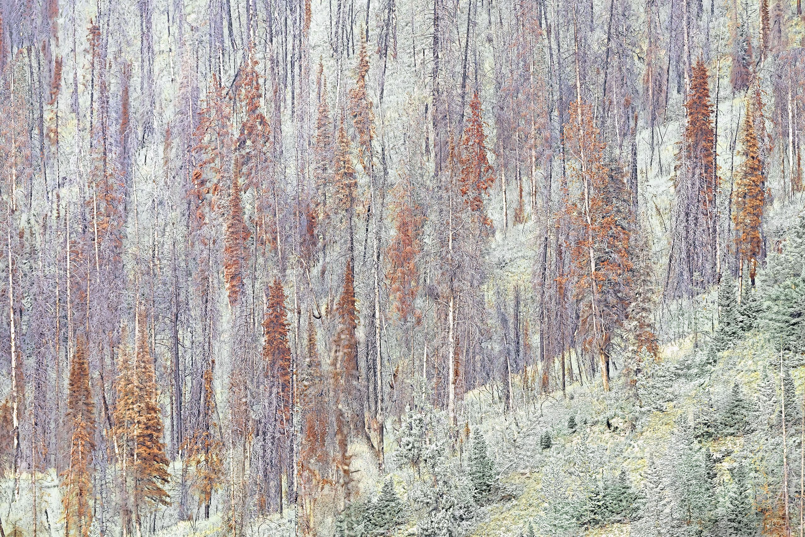 Pine Beetle Kill & Regrowth