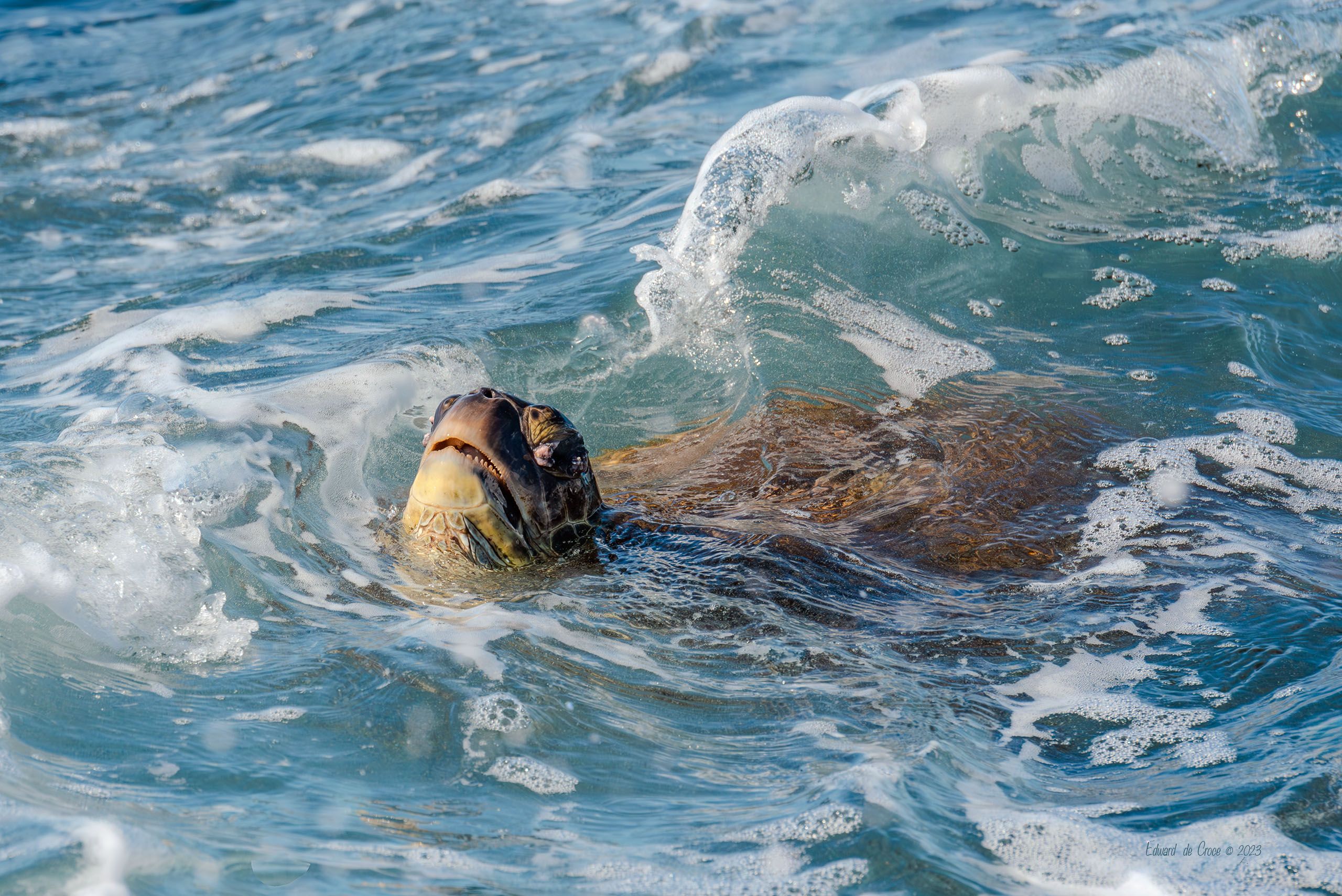 Sea Turtle Kauai